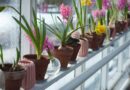 Rośliny idealne na taras i balkon