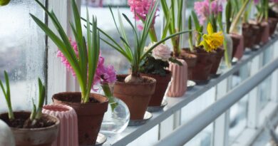 Rośliny idealne na taras i balkon