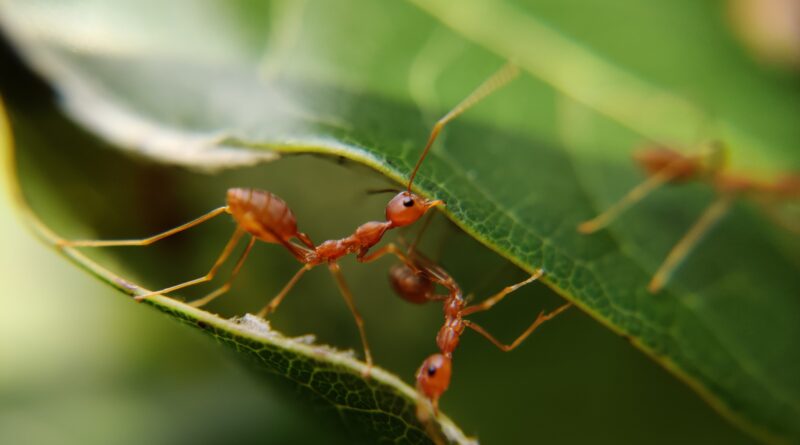 Jak pozbyć się mrówek z domu i ogródka?