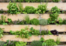 Ogród wertykalny – ciekawy sposób na uprawę roślin